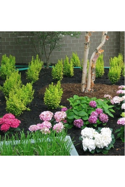 Колоновидний барбарис Голден Піллар у саду